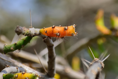 Pereskiopsis diguetii
