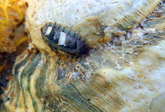Ischnochiton smaragdinus