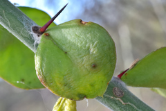 Pereskiopsis diguetii