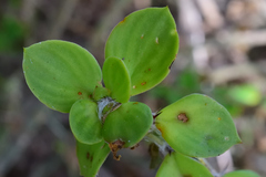 Pereskiopsis diguetii