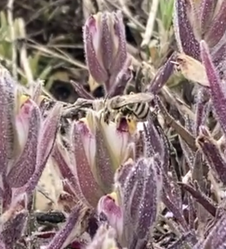 iNaturalist observation photo of Melissodes
