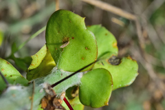 Pereskiopsis diguetii
