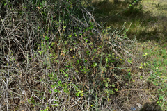 Pereskiopsis diguetii
