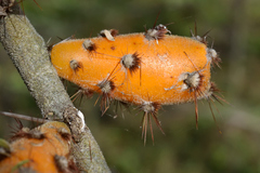 Pereskiopsis diguetii