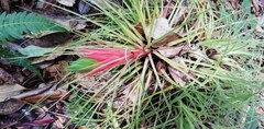 Tillandsia punctulata