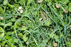 Bufotes viridis viridis