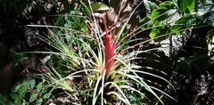 Tillandsia punctulata