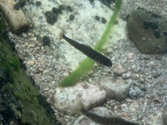 Mongolian Grayling photo 4