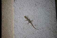 Mediodactylus kotschyi