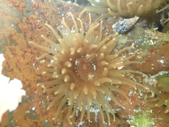 Isactinia olivacea
