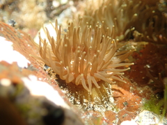 Isactinia olivacea