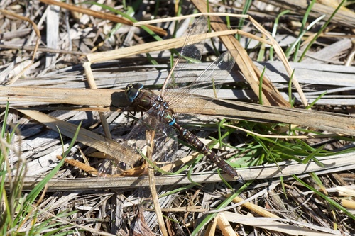 Blue-spotted Hawker photo 3