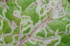 Phytomyza syngenesiae