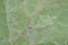 Phytomyza syngenesiae