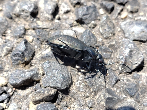 Bronze Ground Beetle photo 3
