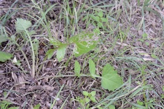 Phytomyza syngenesiae