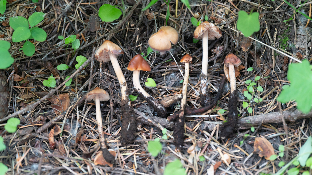 Pleurella microspora
