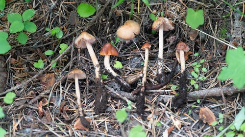 Caulorhiza hygrophoroides