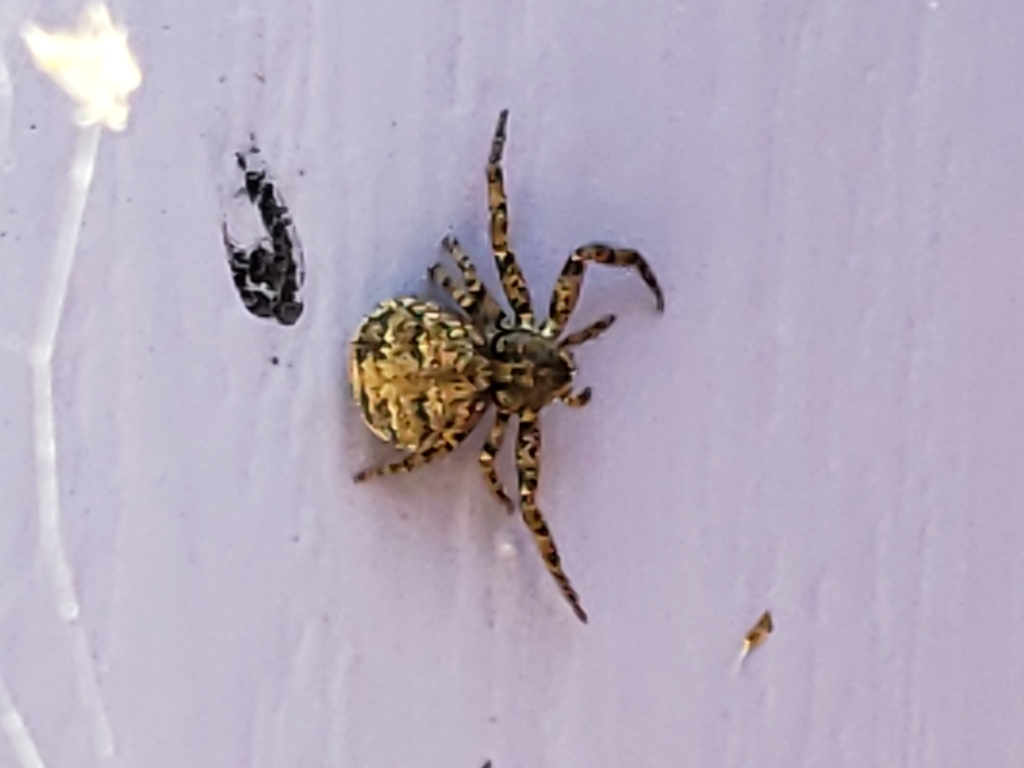 Utah Crab Spider