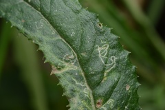 Stigmella ogygia