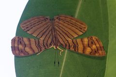 Chersonesia intermedia