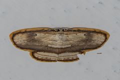 Drapetodes mitaria
