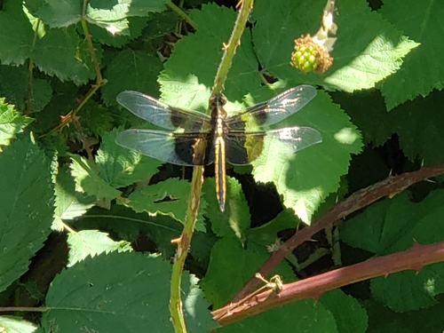 Widow Skimmer (Libellula luctuosa), a species recorded in Vermont