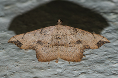 Ozola minor