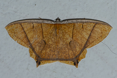 Thinopteryx crocoptera
