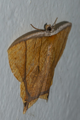 Thinopteryx crocoptera