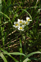Anemonastrum crinitum