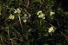 Anemonastrum crinitum