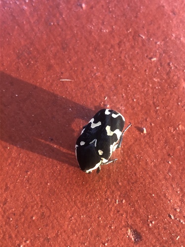 Amithao marginicollis (Amithao marginicollis)