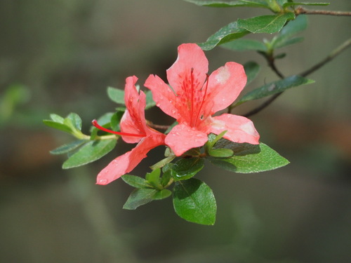 Rhododendron kaempferi