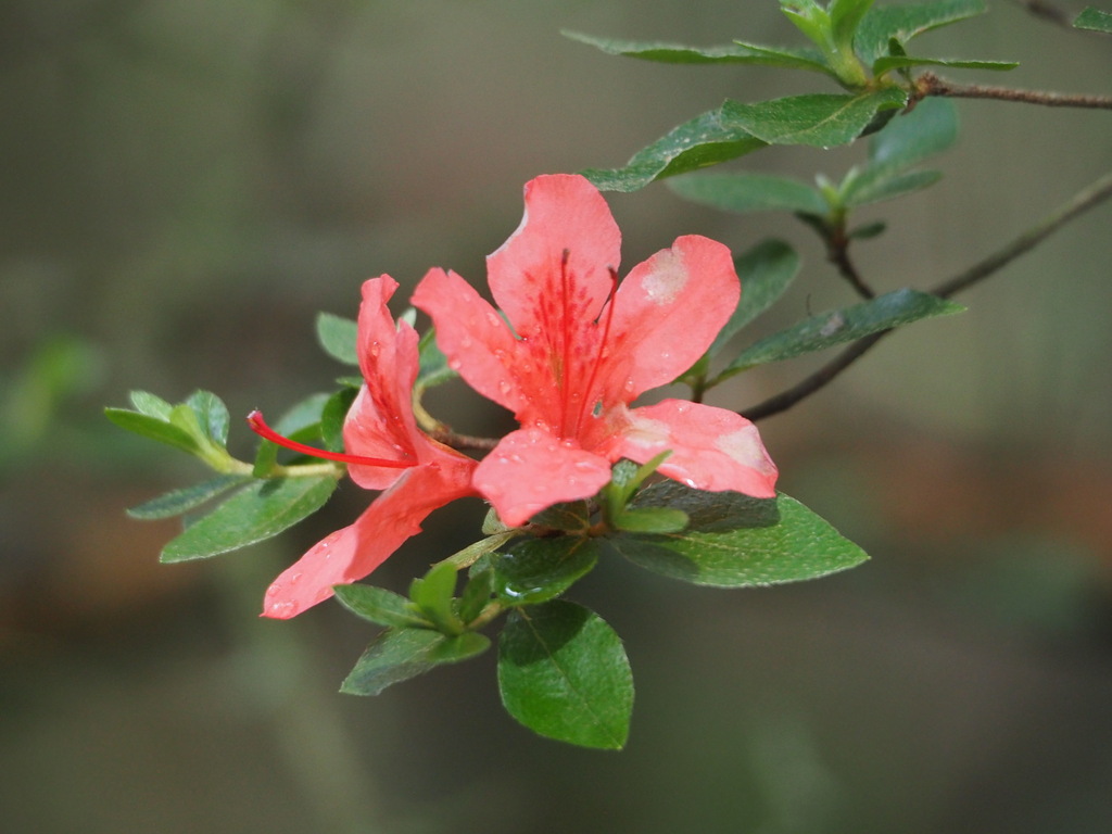 Đỗ quyên núi – Rhododendron kaempferi