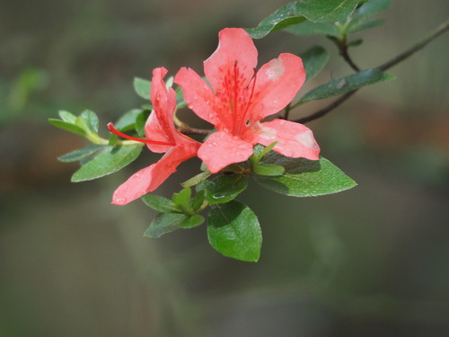 Rhododendron kaempferi