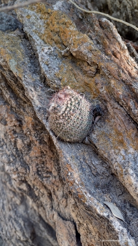 Parodia horrida