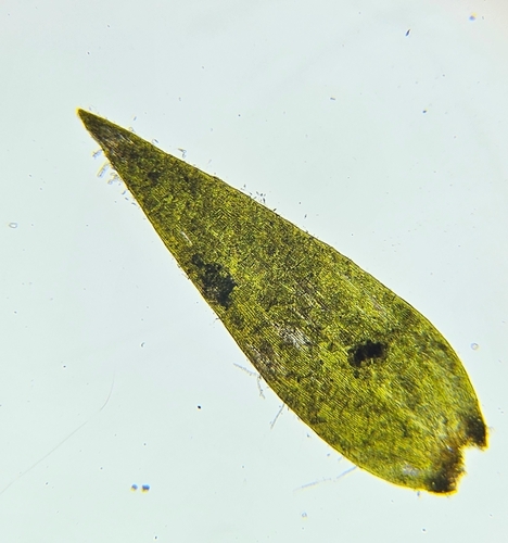 Image of Fontinalis squamosa by (c) Helen Waterman, some rights reserved (CC BY)