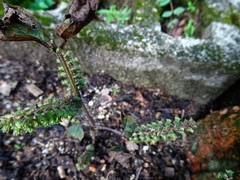 Perilla