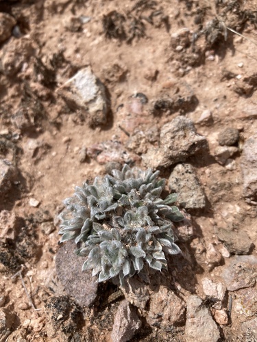 Townsendia spathulata, photograph 4