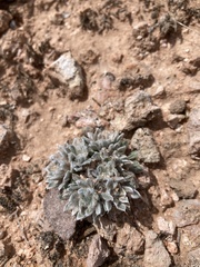 Townsendia spathulata, photograph author not stated, no rights reserved