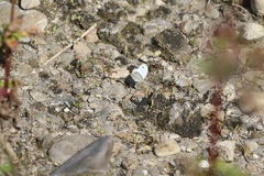 Leptosia nina niobe
