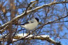 Pyrrhula pyrrhula cineracea
