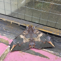 Ischyja ferrifracta