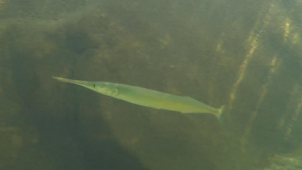 Freshwater Longtom from Kakadu NT 0822, Australia on June 6, 2018 at 12 ...