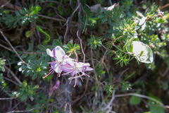 Rhodothamnus chamaecistus