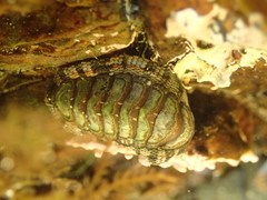 Sypharochiton