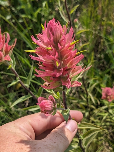 giant red paintbrush