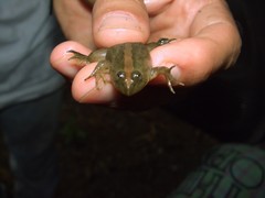 Occidozyga lima