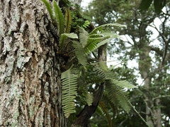 Pleopeltis bombycina